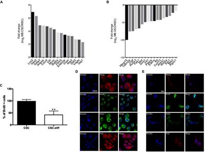 Low Expression of miR-466f-3p Sustains Epithelial to Mesenchymal Transition in Sonic Hedgehog Medulloblastoma Stem Cells Through Vegfa-Nrp2 Signaling Pathway